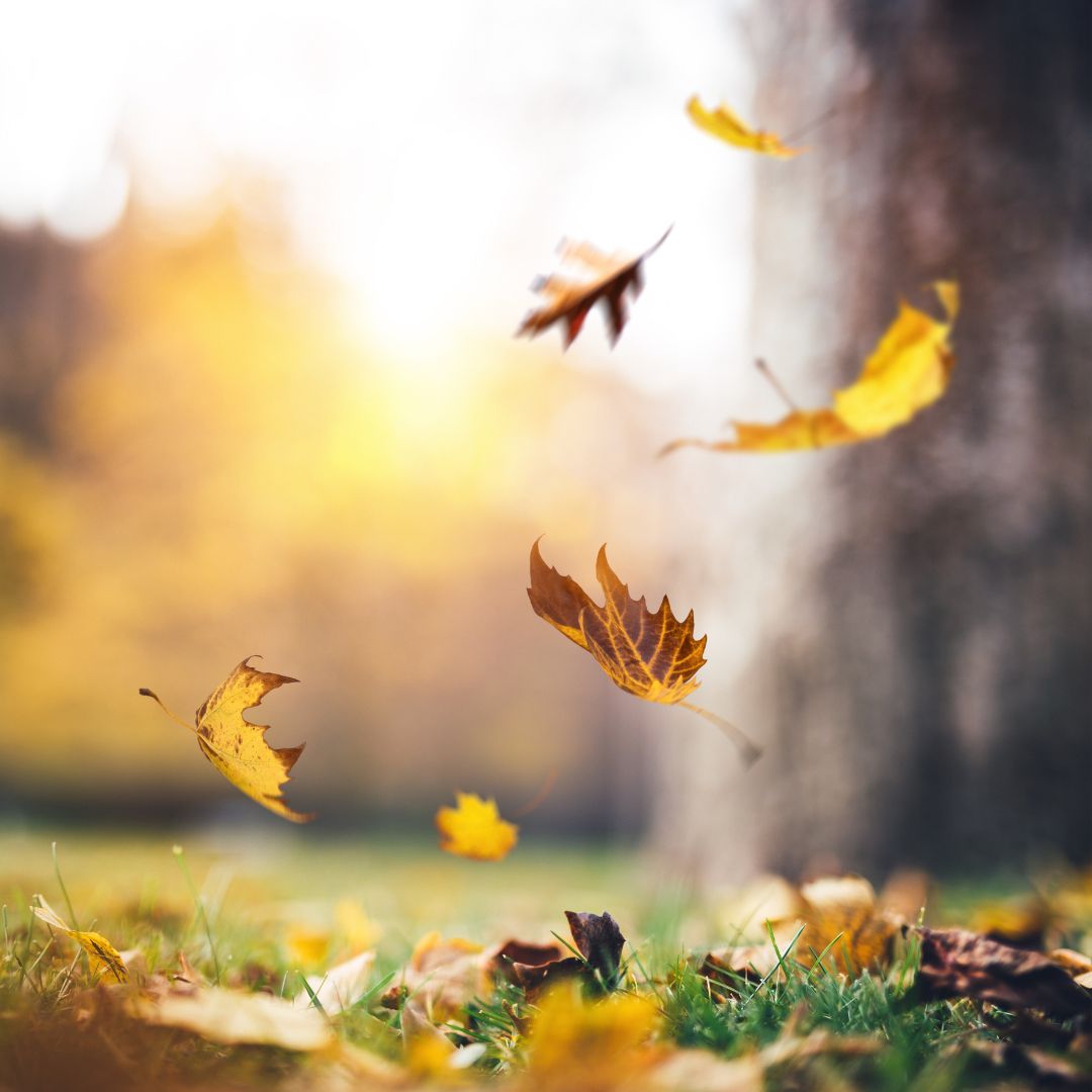 Diseno-sin-titulo-9-1